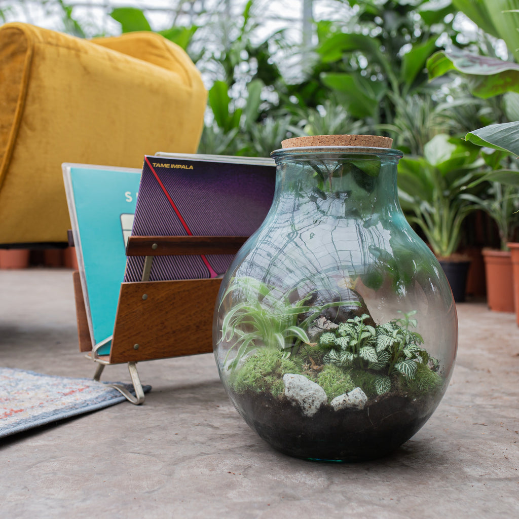 Een planten terrarium maken? Doe het lekker zelf! Plantsome