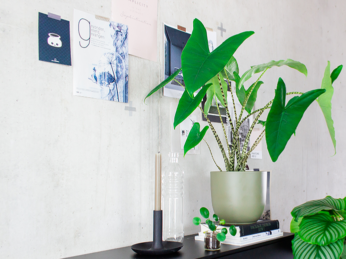 Top 5 Hippe Kamerplanten
