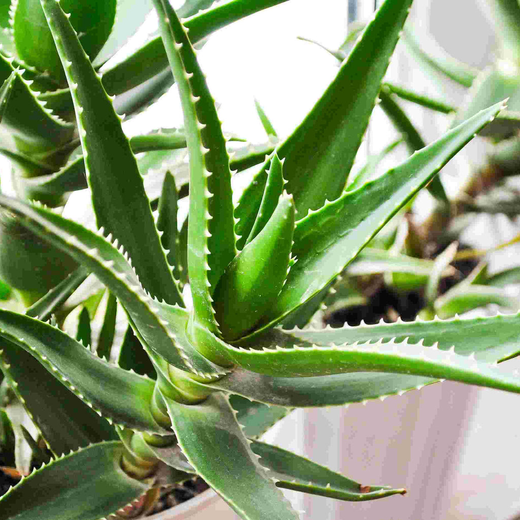 Alo Vera | Verzorging & tips | Plantsome