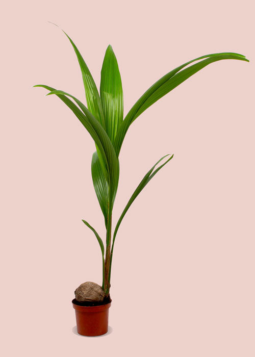 kokospalm giftig voor katten