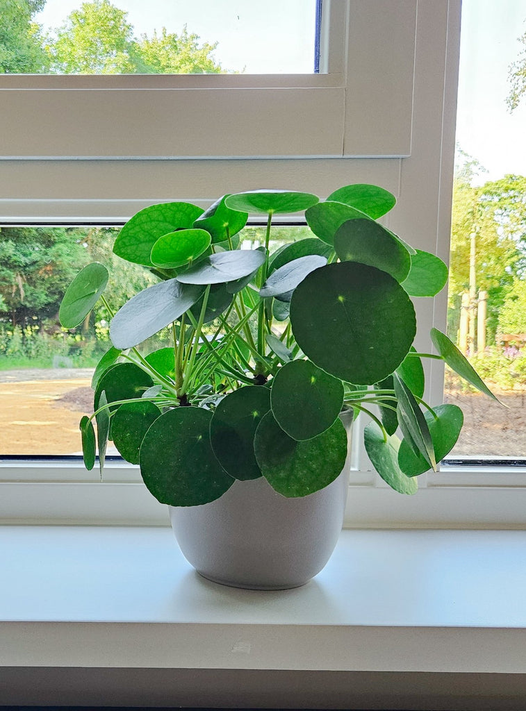 Pilea peperomioides (Pannenkoekplant) kopen
