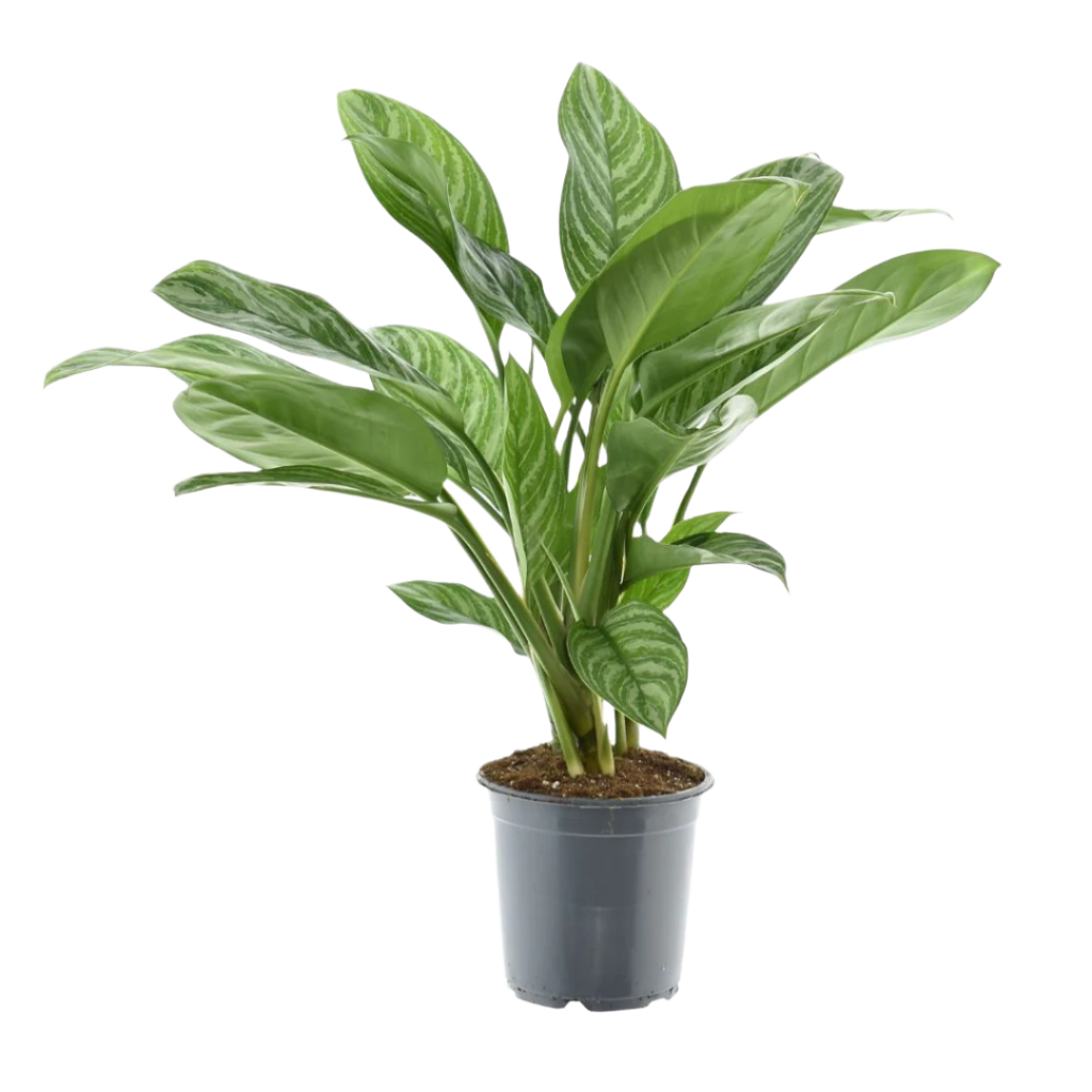 aglaonema stripes verzorging Aglaonema stripes (Chinese Evergreen) (70cm) online kopen