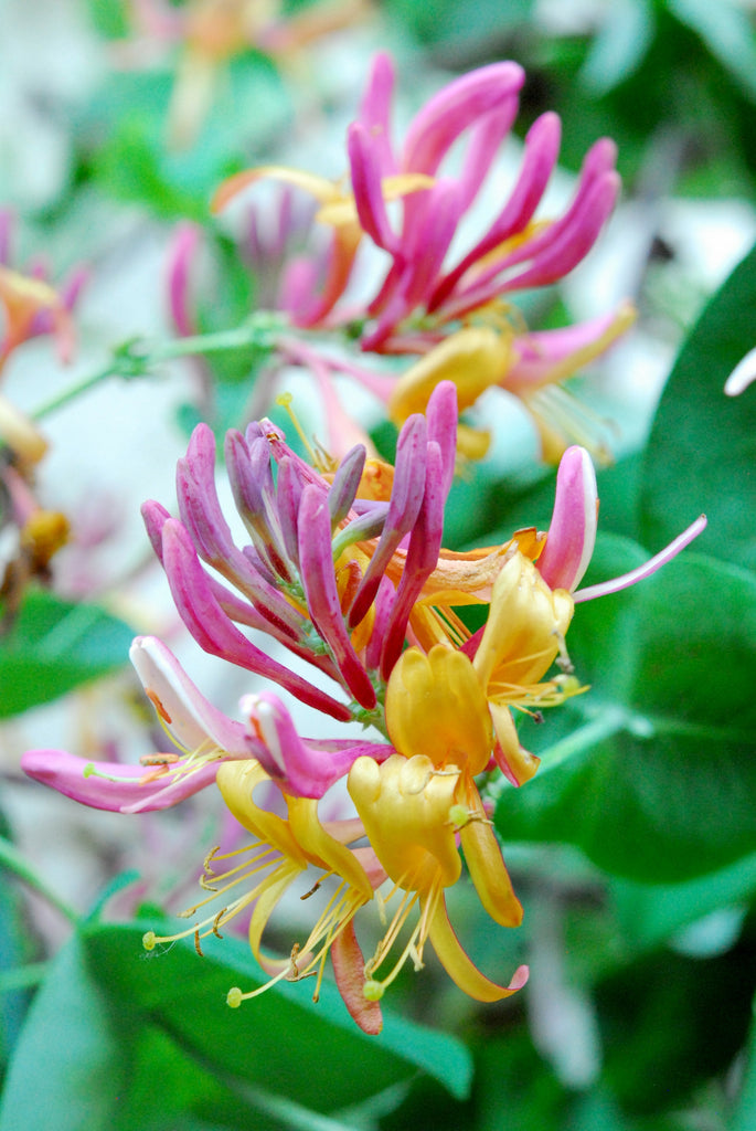 Lonicera heck. Goldflame (Kamperfoelie) kopen | Snel thuisbezorgd