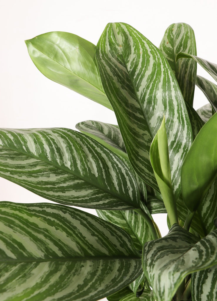 aglaonema stripes verzorging Aglaonema stripes (Chinese Evergreen) (70cm) online kopen