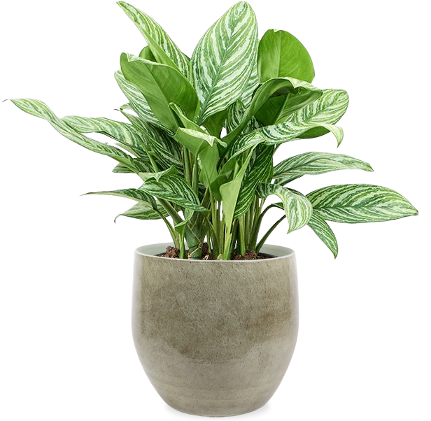 aglaonema stripes verzorging Aglaonema stripes (Chinese Evergreen)
