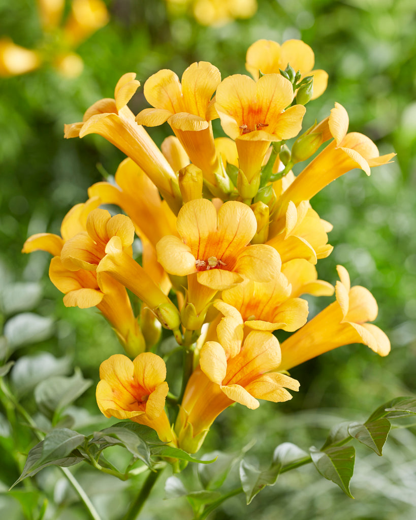 trompetbloem-m-campsis-rad-flava-plantsome