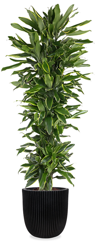 Dracaena Gold Coast (Drakenbloedboom) (XXL)