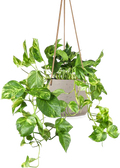 Hangplanten