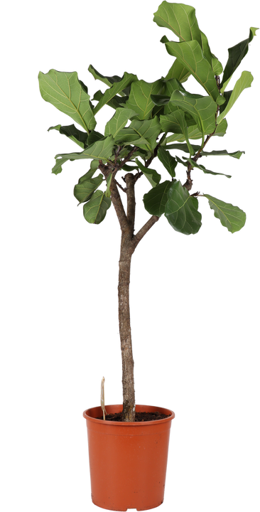 Ficus lyrata vertakt op stam (Tabaksplant) (XL)