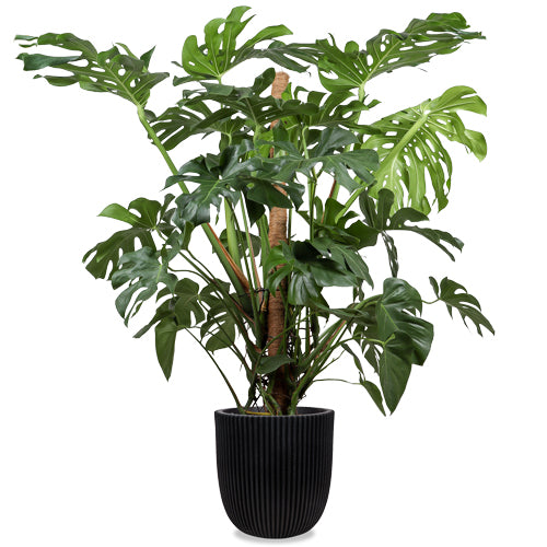 monstera deliciosa kopen Monstera deliciosa (Gatenplant) (XL)