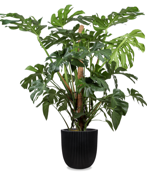 monstera plant kopen Monstera deliciosa (Gatenplant) kopen