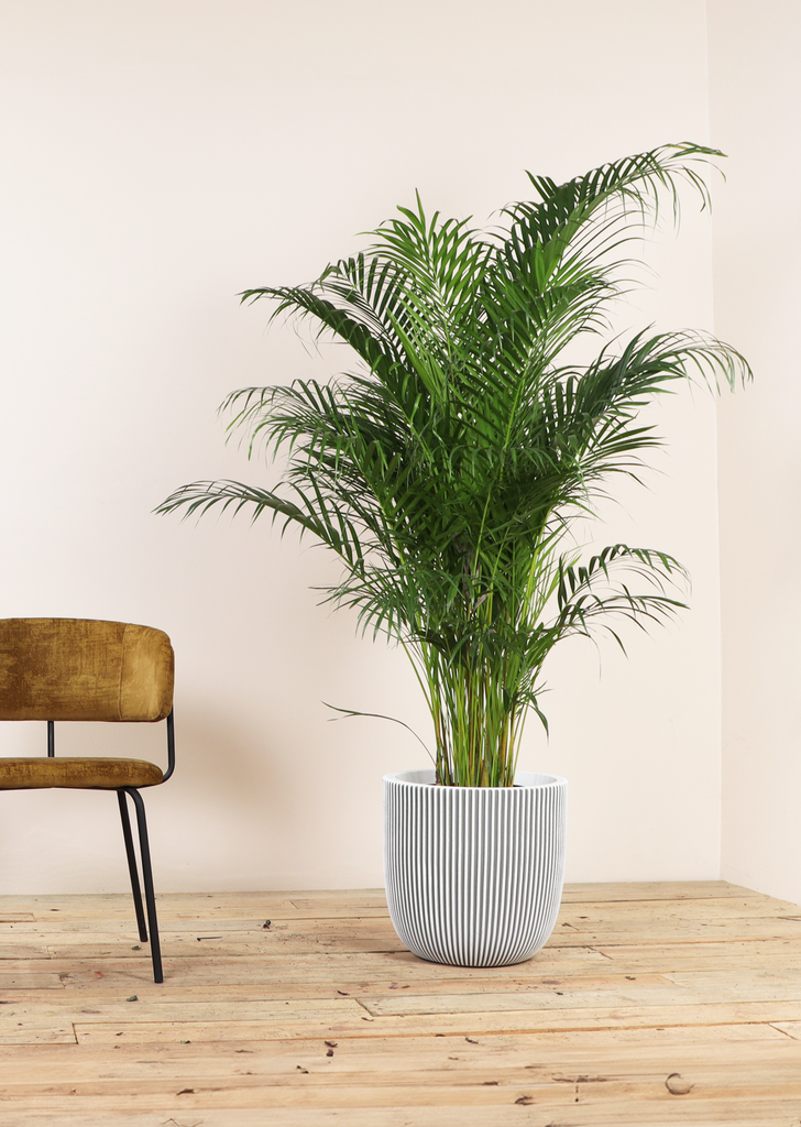 areca palm kopen Areca palm (Goudpalm) kopen