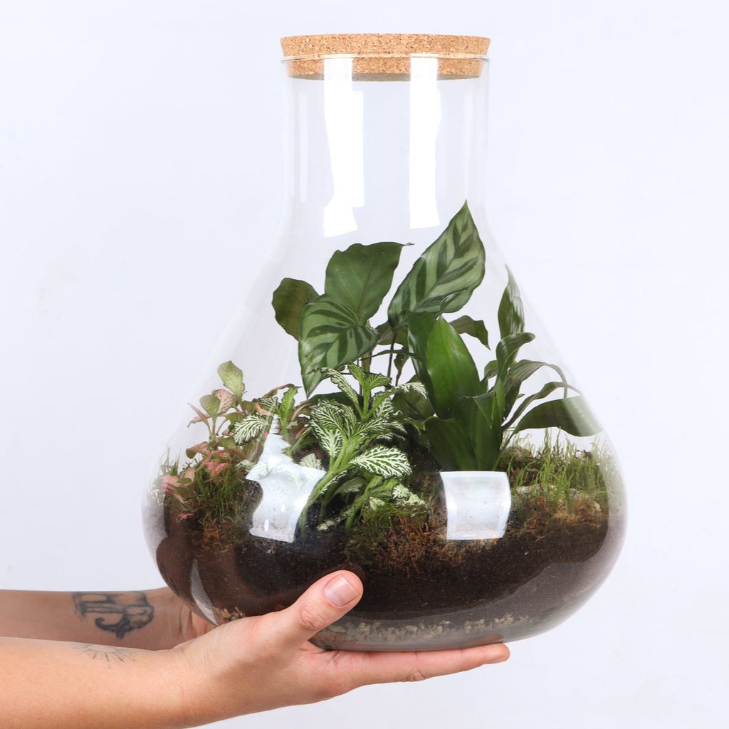 Terrarium erlenmeyer (L) online kopen Plantsome