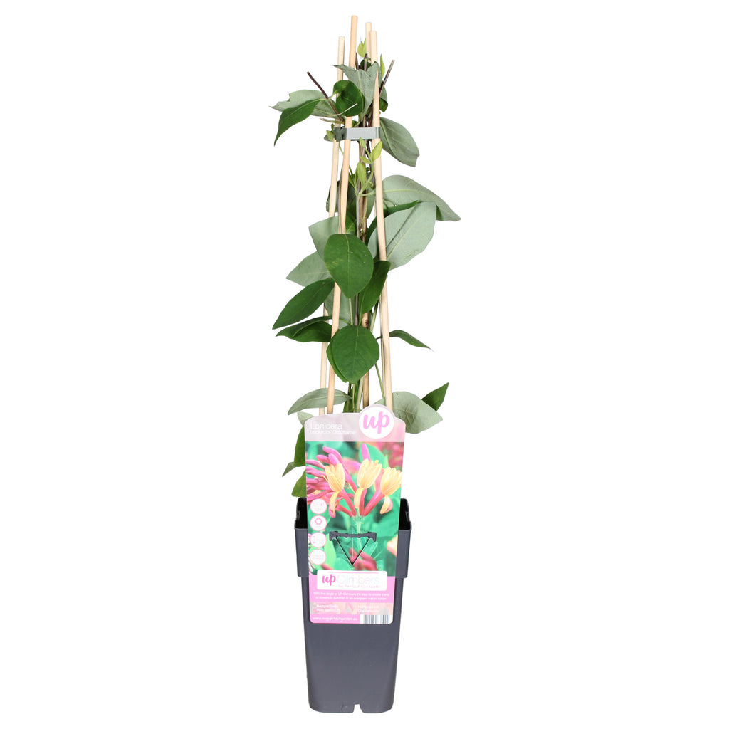 olive plant indoor RusticReach Large Artificial Olive Tree 94