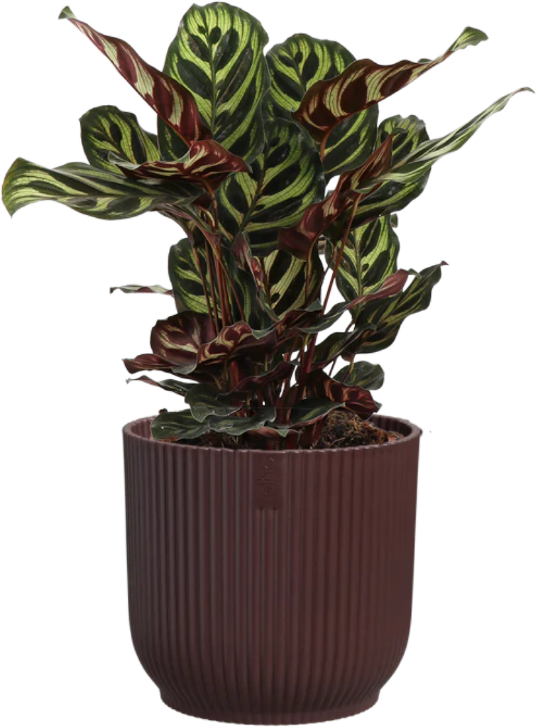 Calathea Makoyana (Pauwenplant) (S)