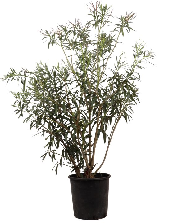 Oleander (Nerium oleander) (XL) - Roze