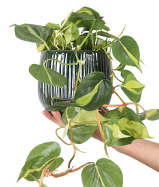 Philodendron scandens "brasil" (Heartleaf philodendron) (S) (30cm)