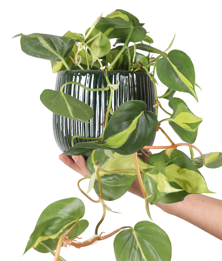 philodendron brasil verzorging Philodendron scandens brasil kopen