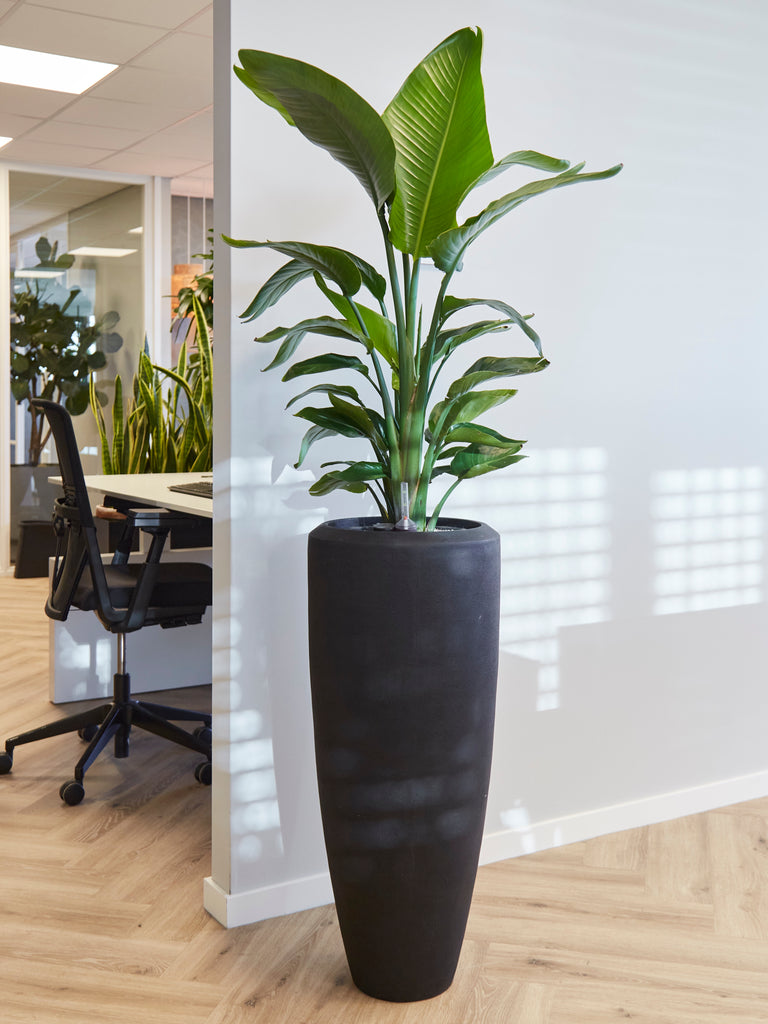 hoge pot met plant Strelitzia in Baq pot 190cm - Bezorgd & geïnstalleerd