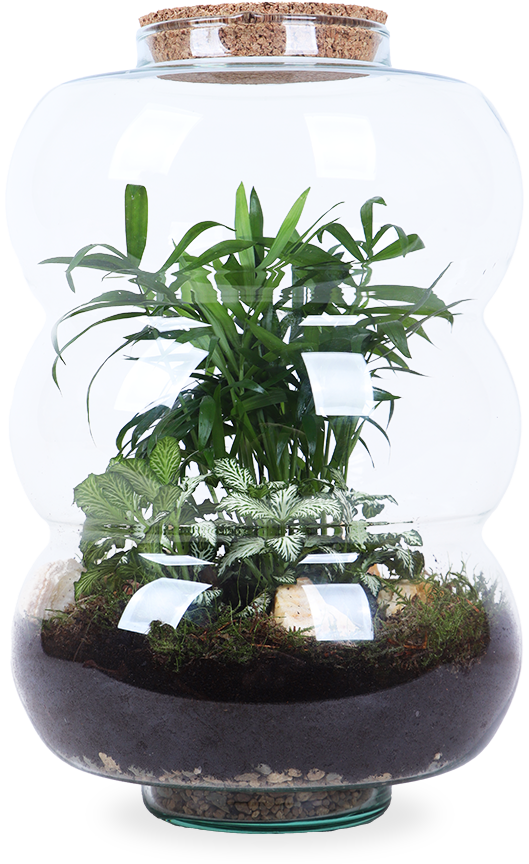 terrarium planten kopen Terrarium rondingen (L) online kopen