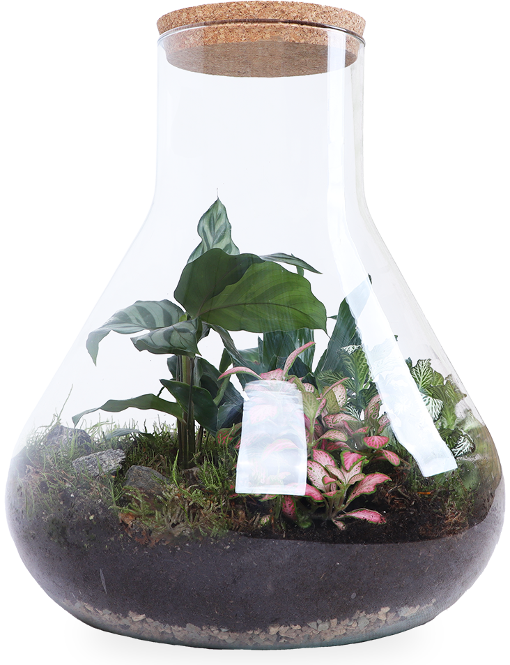 Terrarium erlenmeyer (L) online kopen Plantsome