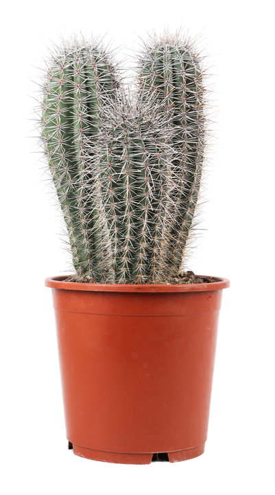 Pachycereus pringlei (Zuilcactus) (M)