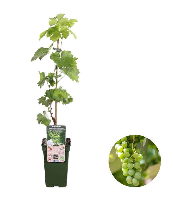 Witte druif (Vitis vinifera 