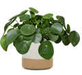 Vetplanten