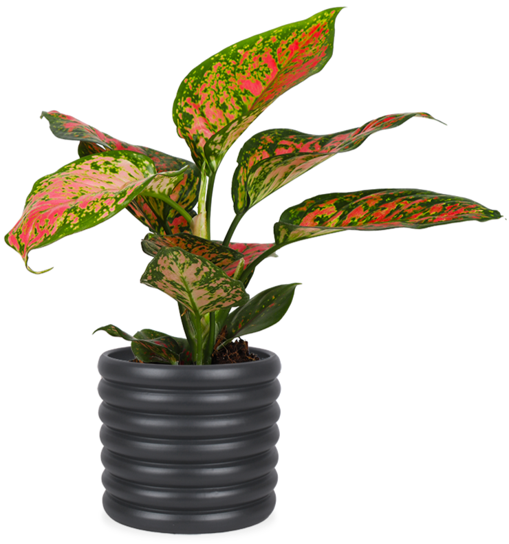 aglaonema spotted star Aglaonema spotted star kopen? | Kayleigh