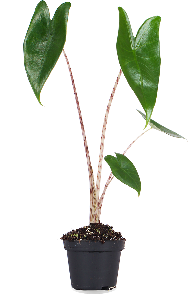 Alocasia zebrina (Olifantsoor) kopen Plantsome
