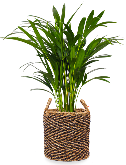 areca palm bruine bladeren Areca palm (Goudpalm) kopen