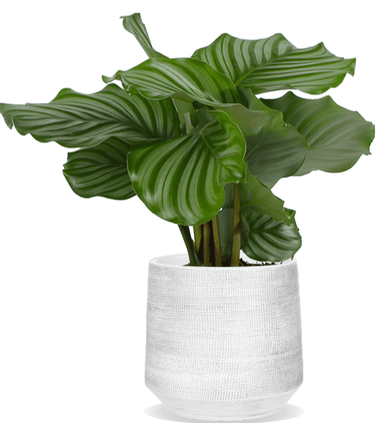 Calathea orbifolia (Pauwenplant) kopen