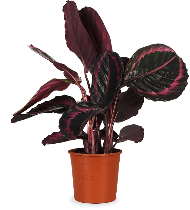 Calathea surprisestar (Pauwenplant) (S)