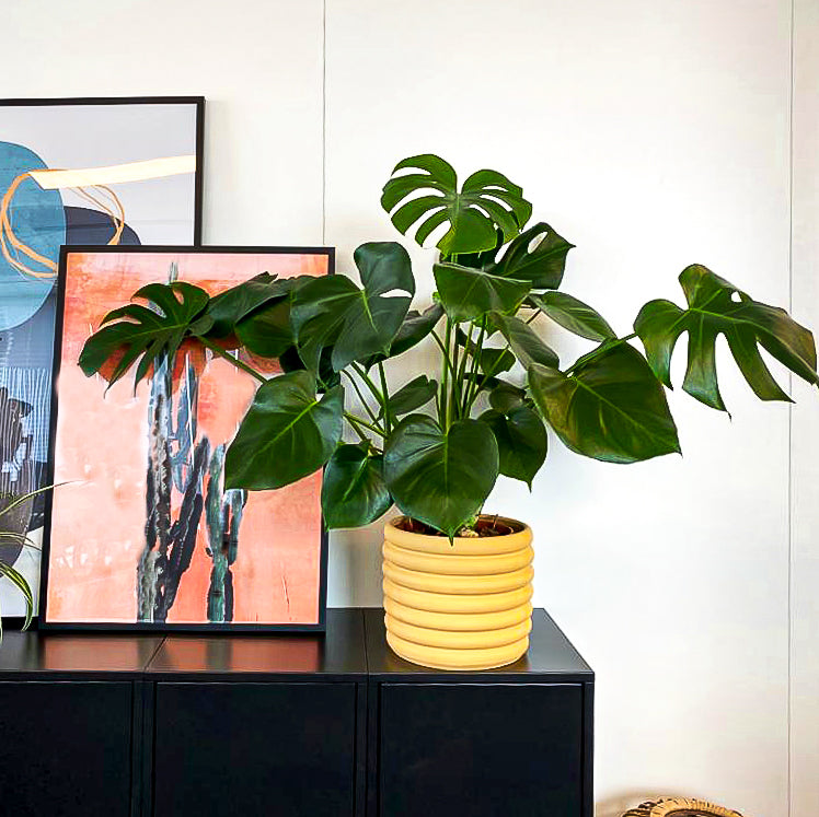 monstera plant kopen Monstera deliciosa (Gatenplant) kopen