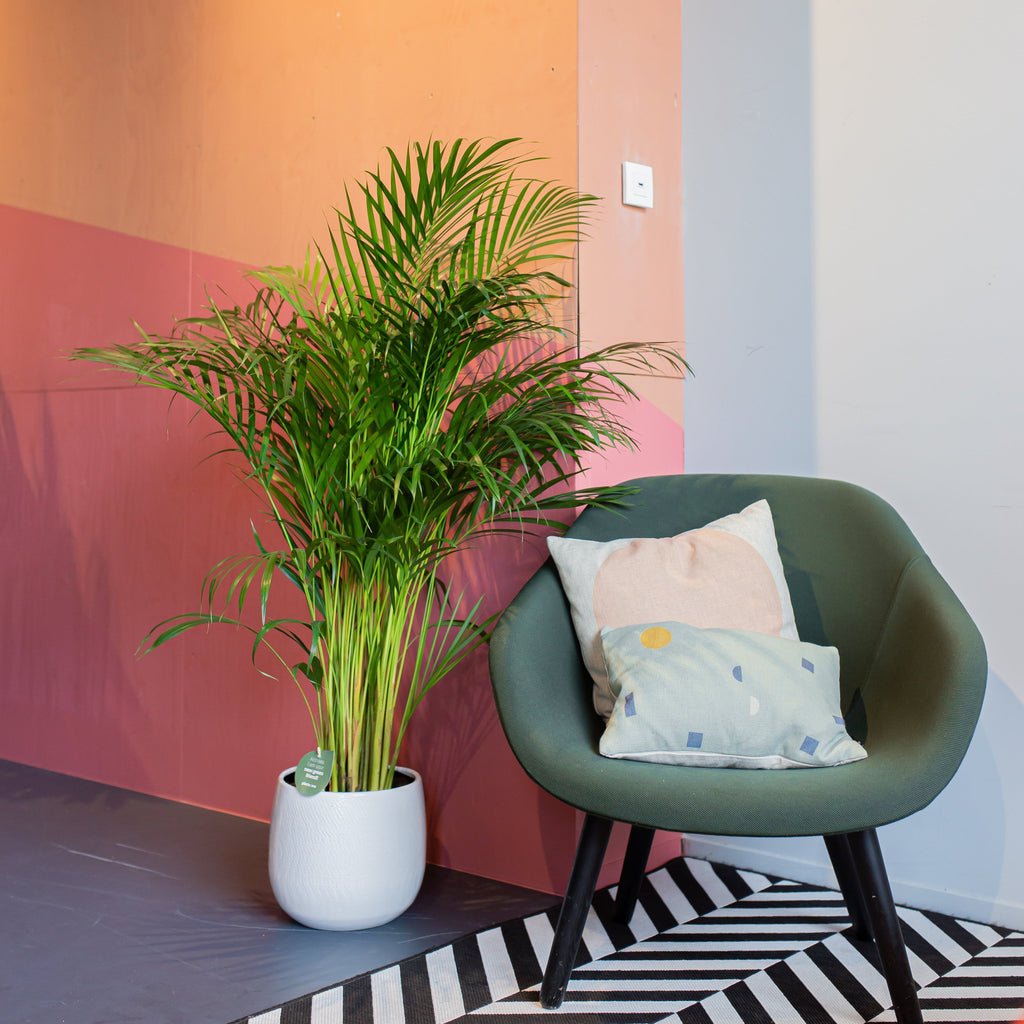 areca palm kopen Areca palm (Goudpalm) kopen