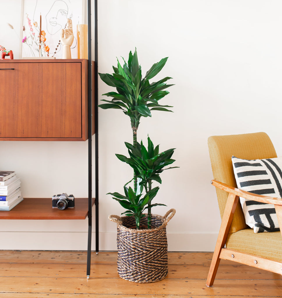 Dracaena Janet Lind (Drakenbloedboom) kopen? | Mojo