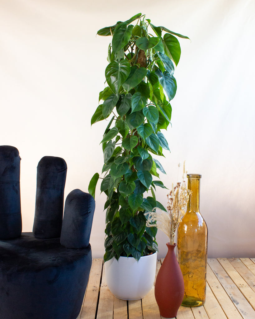philodendron enzi Philodendron scandens kopen