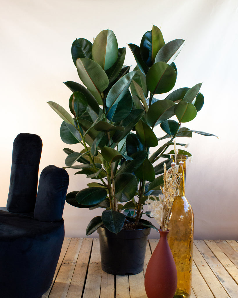 Ficus elastica | Rubberplant verzorging & info - Second Green Ficus elastica | Rubberplant verzorging & info - Second Green