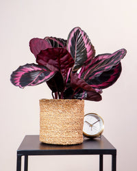 inspiratie-1