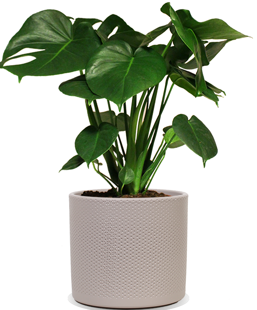 monstera deliciosa kopen Monstera deliciosa (Gatenplant) kopen