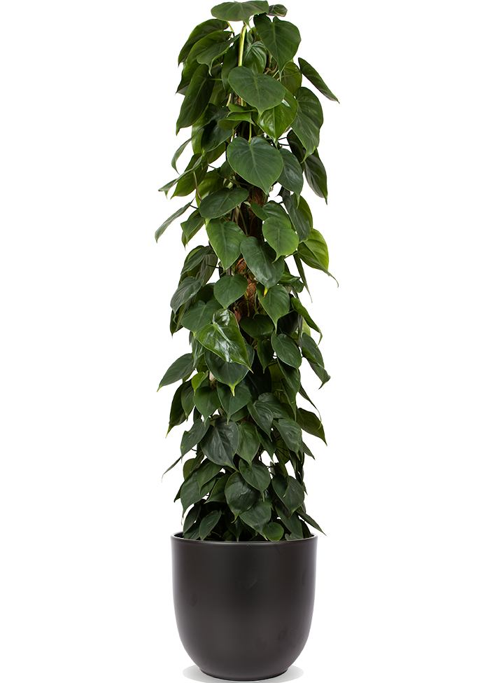 philodendron enzi Philodendron scandens kopen