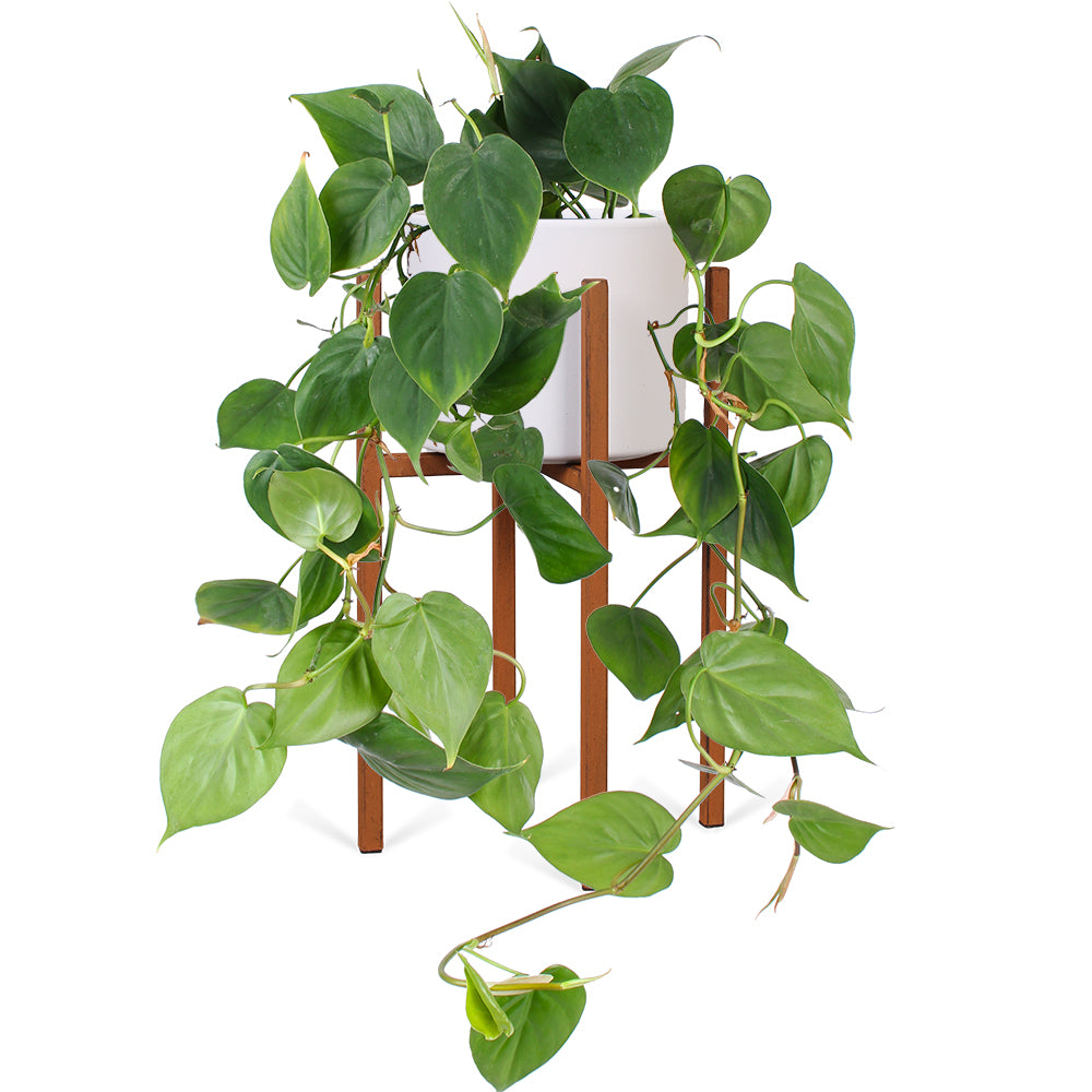 philodendron kopen Philodendron scandens kopen