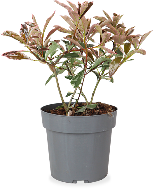 Photinia fraseri "pink marble" (Glansmispel) (M)