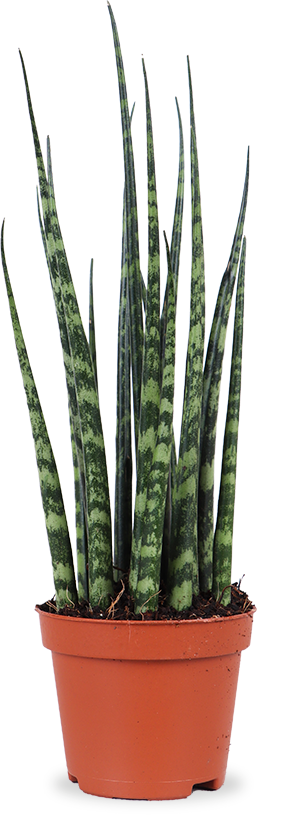 sansevieria verzorgen Sansevieria fernwood mikado (Vrouwentong) (XS) – Plantsome