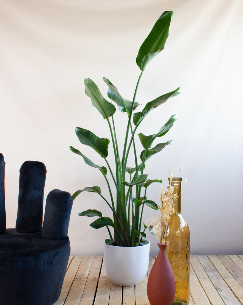 Strelitzia nicolai (Paradijsvogelplant)
