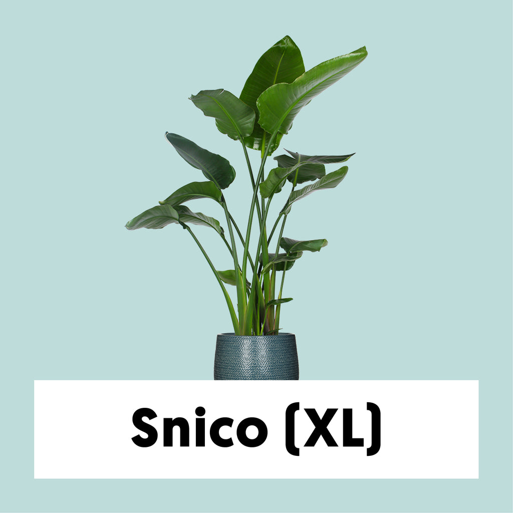 Strelitzia Nicolai ↕ 160 cm hoog 30 cm pot Strelitzia Nicolai ↕ 160 cm hoog 30 cm pot