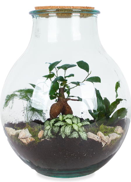 planten terrarium groot Terrarium (Boris) kopen