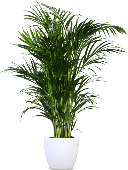 areca palm kopen Areca palm (Goudpalm) (L)