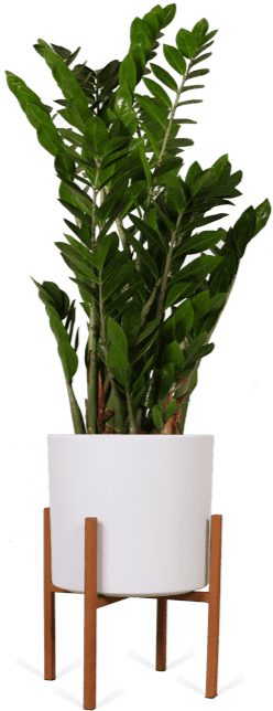 Zamioculcas