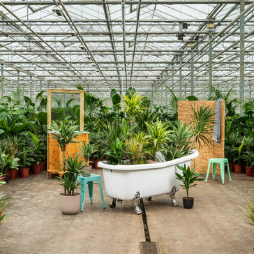 Soorten kamerplanten die niet mogen ontbreken in je urban jungle